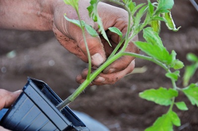  Как удобрить землю при высадке рассады томатов
