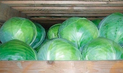 Филиал ФГБУ «Россельхозцентр» по Ростовской области: Как хранить капусту свежей в домашних условиях