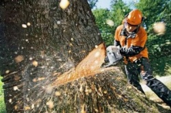 ПАМЯТКА  об ответственности граждан за незаконную рубку лесных насаждений при заготовке древесины для собственных нужд