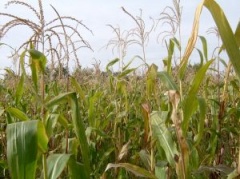 Успехи в взращивании кукурузы в Липецкой области