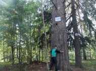 Самое старое дерево на Вологодчине станет памятником природы