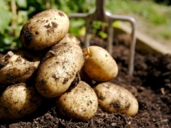 Российские санкции практически не скажутся на рынке картофеля
