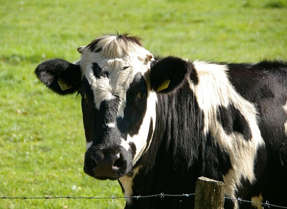 Производство молока в сельхозорганизациях выросло на 2,8%