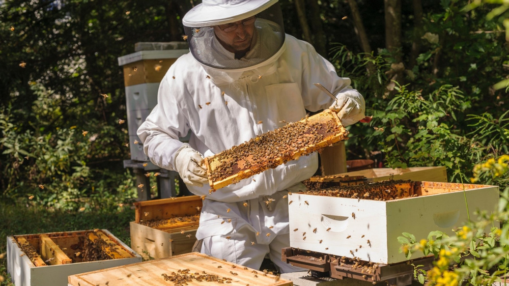 Информация для пчеловодов!