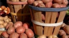 Во Владимирской области недобрали зерна и картофеля