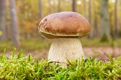 Белый гриб – источник белка и витаминов