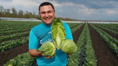 «Агросоюз Романовский»: «Мы обеспечиваем полный цикл производства и поставки экологически чистых овощей: от посева до доставки на склады заказчика»