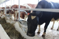 В Калужской области построят ферму на 2400 дойных коров