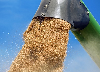 Собрано более 20 млн тонн зерна по состоянию на 15 июля