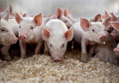 РФ до конца года может снять запрет на ввоз из ЕС племенных свиней