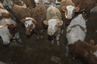 Республика Хакасия: В Хакасии вывели новый тип герефордовской породы коров, адаптированный для условий республики