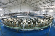 Производство молока в Калининградской области значительно превысило прошлогодние объемы