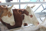 В Липецкой области откроется новый молокозавод
