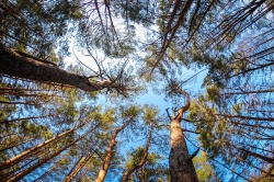 Вокруг Курска создан лесопарковый зеленый пояс