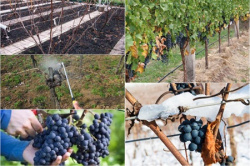 Весенний уход поможет получить хороший урожай винограда