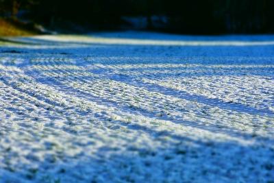 Снегозадержание - как важнейший агротехнический прием
