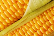 Вологодские аграрии осваивают производство кукурузы