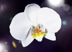 Благотворительная акция «Белый цветок»