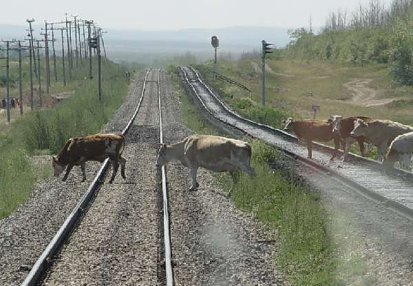 Информация о правилах прогона и выпаса скота вблизи железнодорожных путей