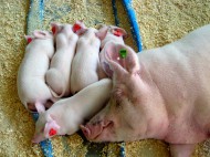 В Волгоградском регионе будет усилен контроль над ввозимой свиноводческой продукцией
