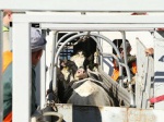 Росагролизинг  привез для Мордовии молочных коров из США