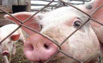 Информация о мерах по предупреждению африканской чумы свиней
