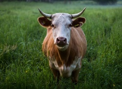 Установлены ветеринарные правила содержания крупного рогатого скота