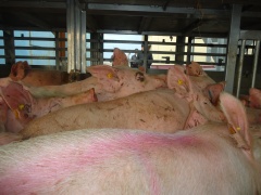Возродить свиноводство на Кубани 