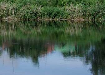 Липецкая область: Девицкий пруд в Усманском районе стал охраняемой территорией