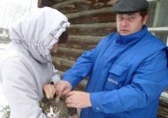 Костромская область: Усилены меры по профилактике бешенства животных