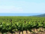 Стали известны лучшие виноградарские бригады Ставрополья