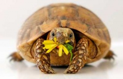 23 мая - Всемирный день черепах