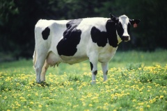 Многие молочные фермы останутся без субсидий