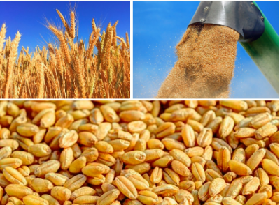 Качество и безопасность зерна. Безопасность зерна. Зерно картинка безопасность. Показали безопасности зерна. Задекларировать зерно.