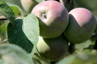 Липецкая область: Лебедянские яблоки способны заменить польский импорт