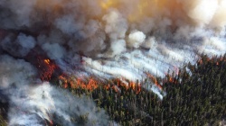 Об уголовной ответственности за уничтожение или повреждение лесных насаждений в результате неосторожного обращения с огнем