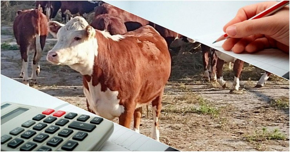 В Волгоградской области будет осуществляться прием документов на получение субсидии на возмещение части затрат на крестьянских (фермерских) хозяйствах, на приобретение сельскохозяйственных животных. 