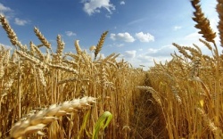 Пшеничный край: прогноз урожая в этом году