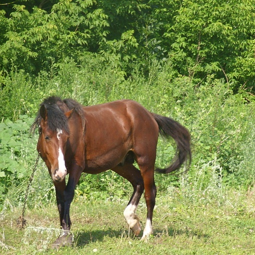 Лошадь на природе