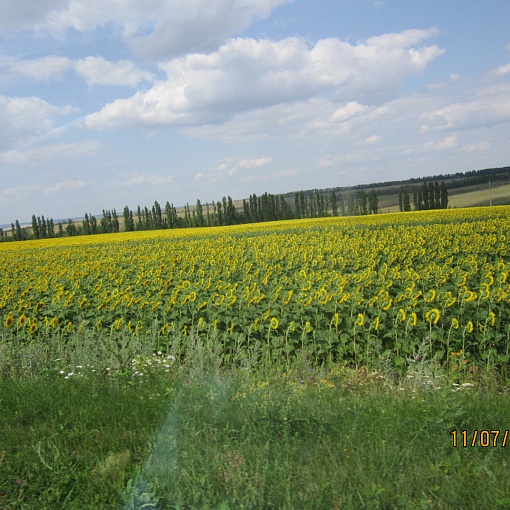 Воробьевские поля