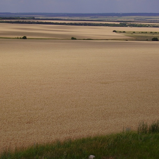 Воробьевские пшеничные  просторы