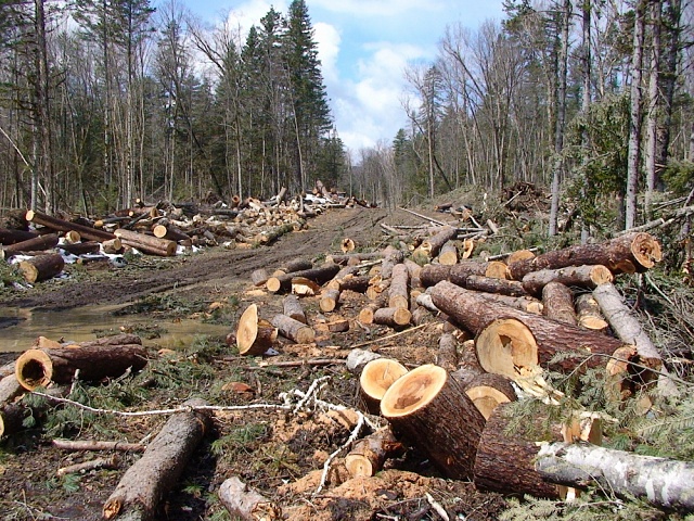 Памятка незаконная вырубка деревьев