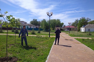 Группа хозяйственного обслуживания и благоустройства занимается поливом саженцев в сквере «Лужайка Лотосов», а    также  спиливают сухие деревья по ул.Советская. 