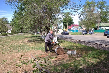 Группа хозяйственного обслуживания и благоустройства занимается поливом саженцев в сквере «Лужайка Лотосов», а    также  спиливают сухие деревья по ул.Советская. 