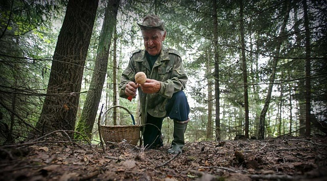 Памятка грибникам: как не заблудиться в лесу