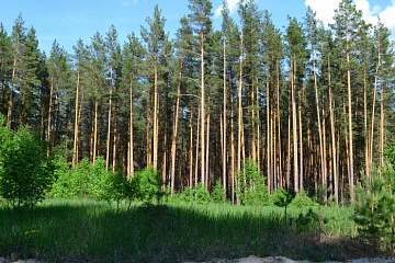 Поправки «Единой России» в Лесной кодекс сделают сферу оборота древесины более прозрачной