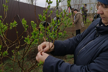 1 мая в 10  часов утра в Акчернском сельско поселении прошла акция  «Дерево Победы».