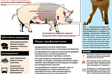 Африканская чума свиней (АЧС)
