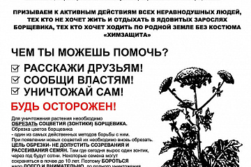 Борщевик Сосновского — опасность для человека и экологическая катастрофа для природы