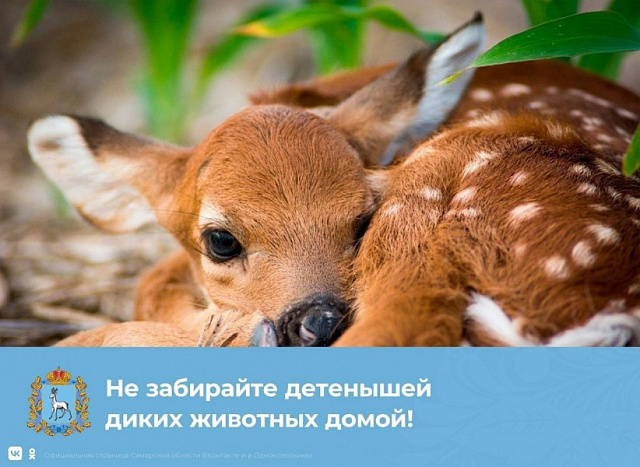 Информация от Департамента Охоты и рыболовства Самарской области